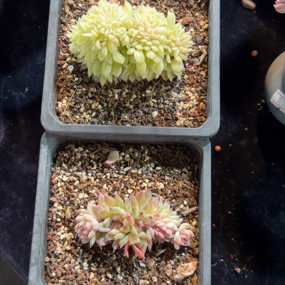 新年快乐 新年快乐