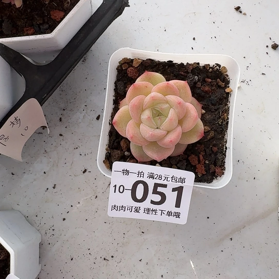 璇玑无盆土发货无