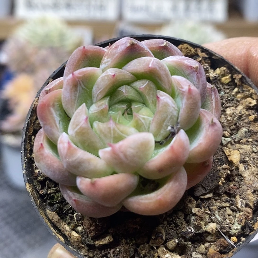 16146 杂交冰心暗纹