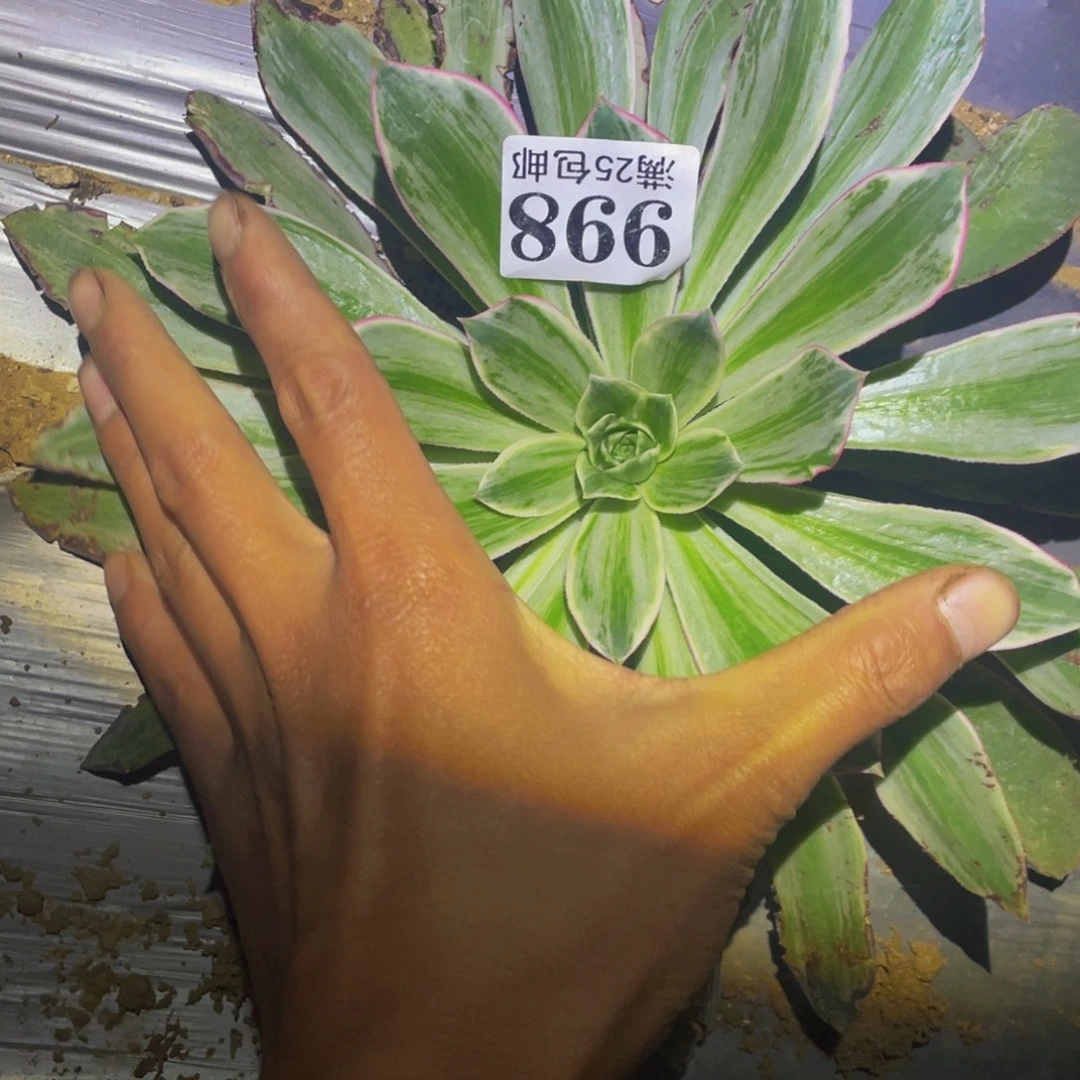 白帝城多肉植物998