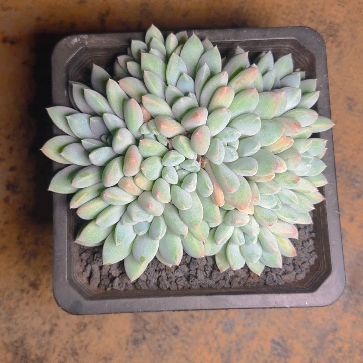 奶糖福利11111111111