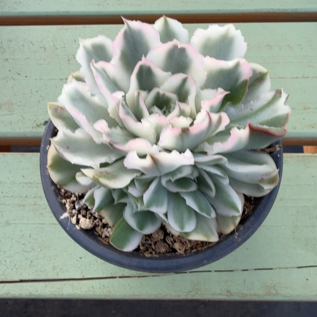 紫蝴蝶锦锦上园艺一物一拍