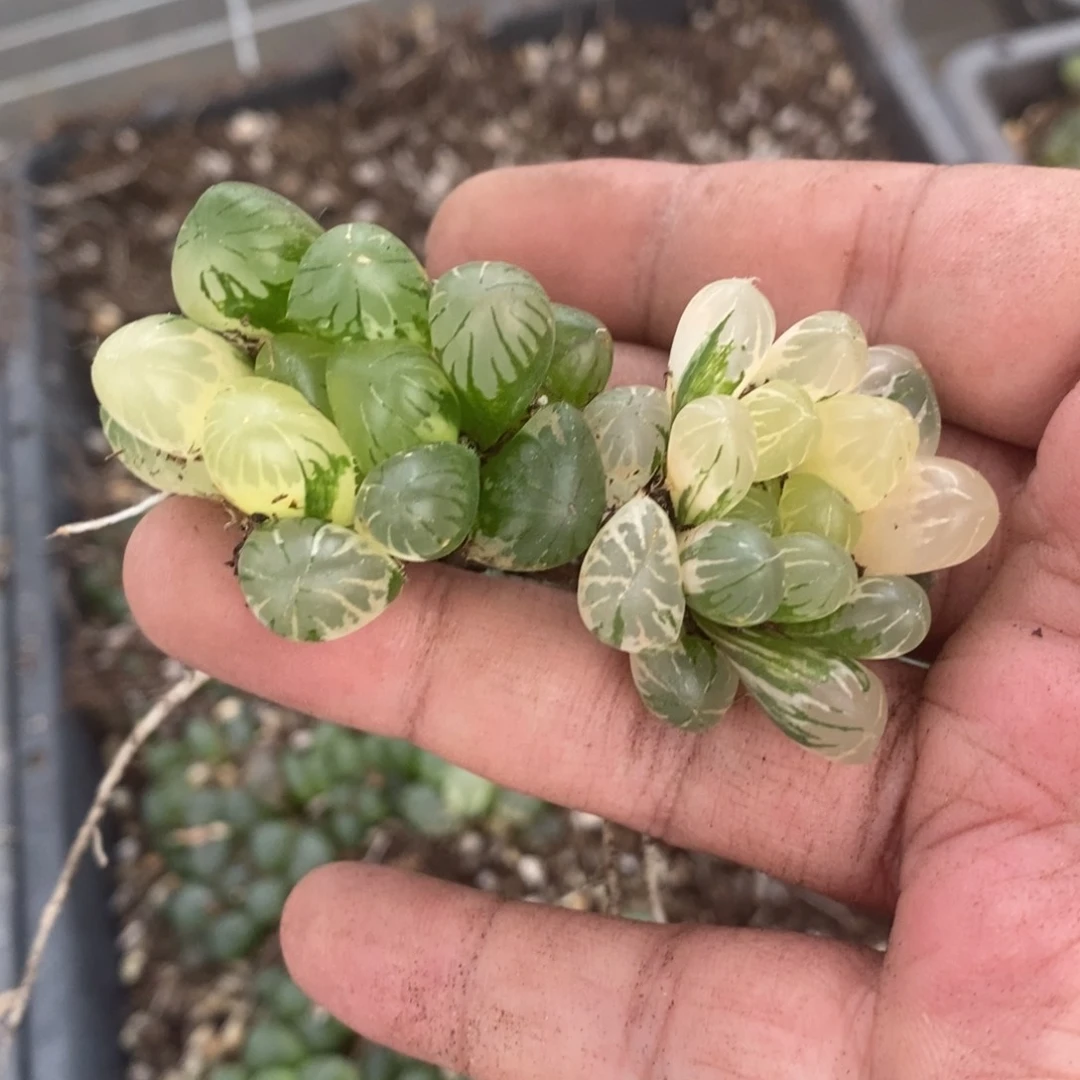 887 两颗玉露锦 超级618福利。