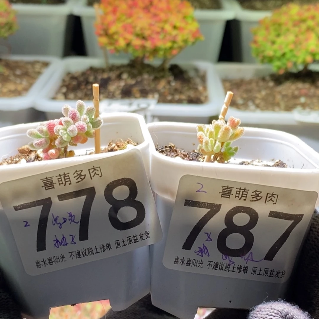 柚**啧冰晶778 787枝干番杏