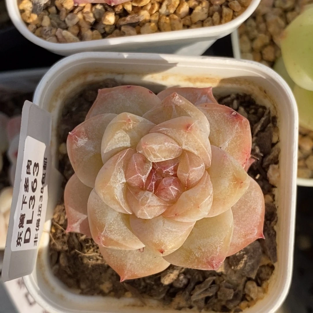 平****?363东篱下多肉植物盆栽