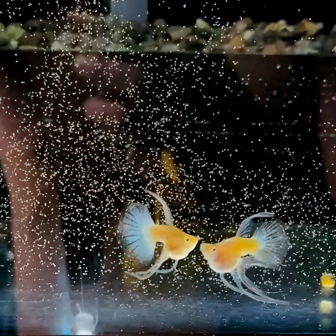 越系原线蓝白球体大c孔雀鱼 蓝白球c孔雀鱼 越系精品孔雀鱼