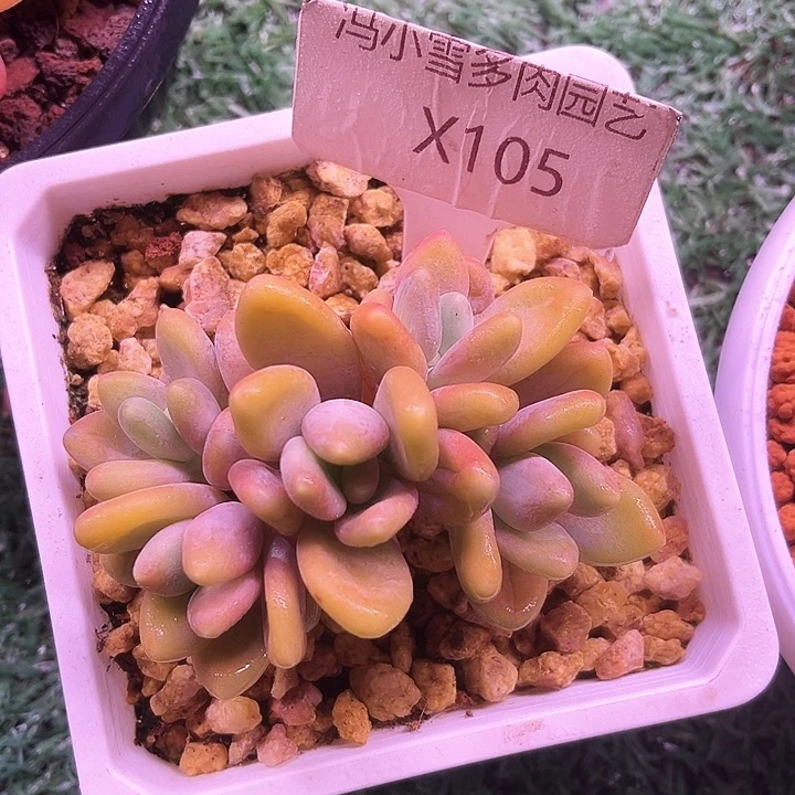 我是第一百个为妖刀应援的阴阳桃花