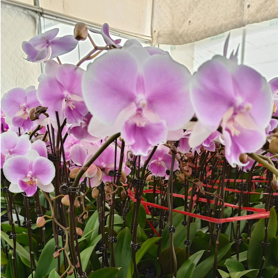 【梦幻婚礼】8花组盆