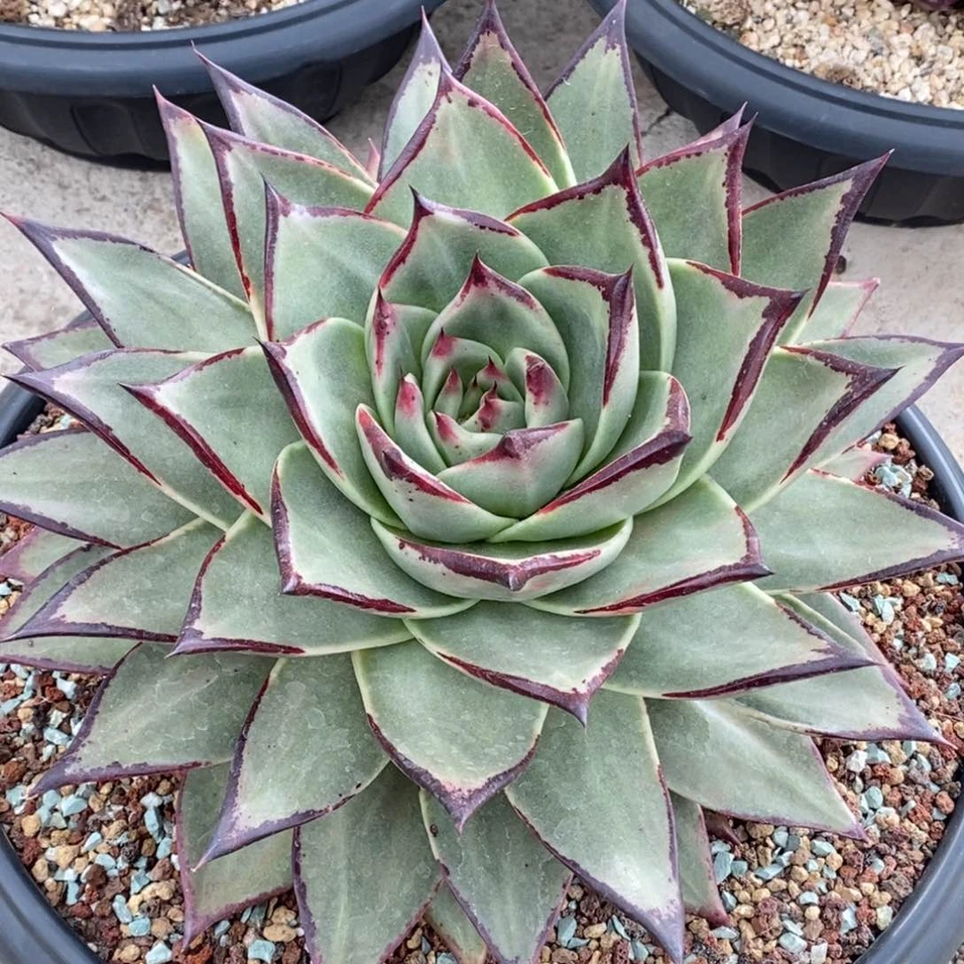 用****5宽叶青皮母本B-25.2.8