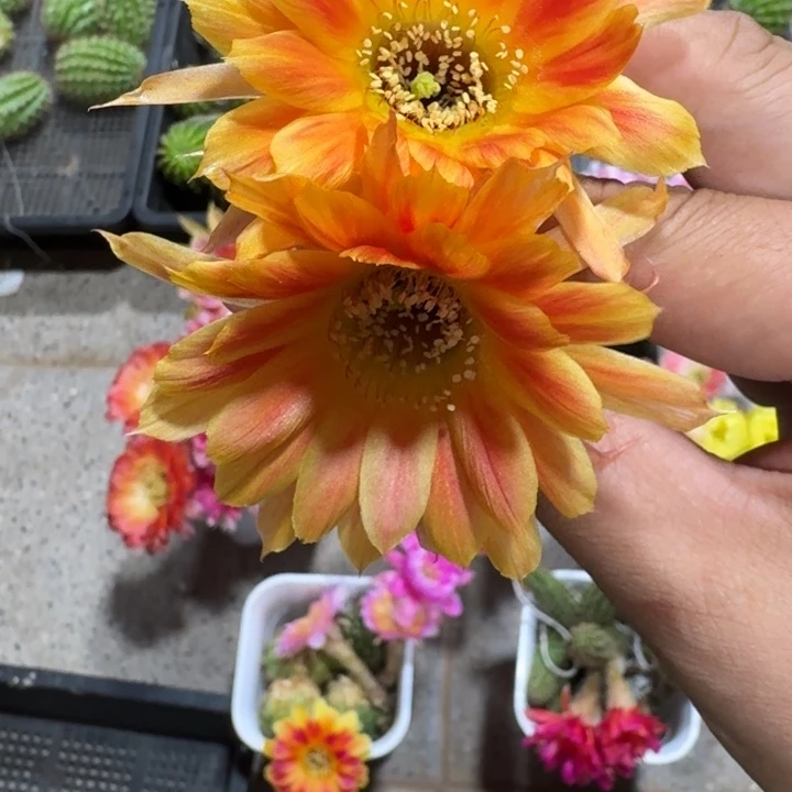 264白檀狂欢节2个无根侧牙，20包邮