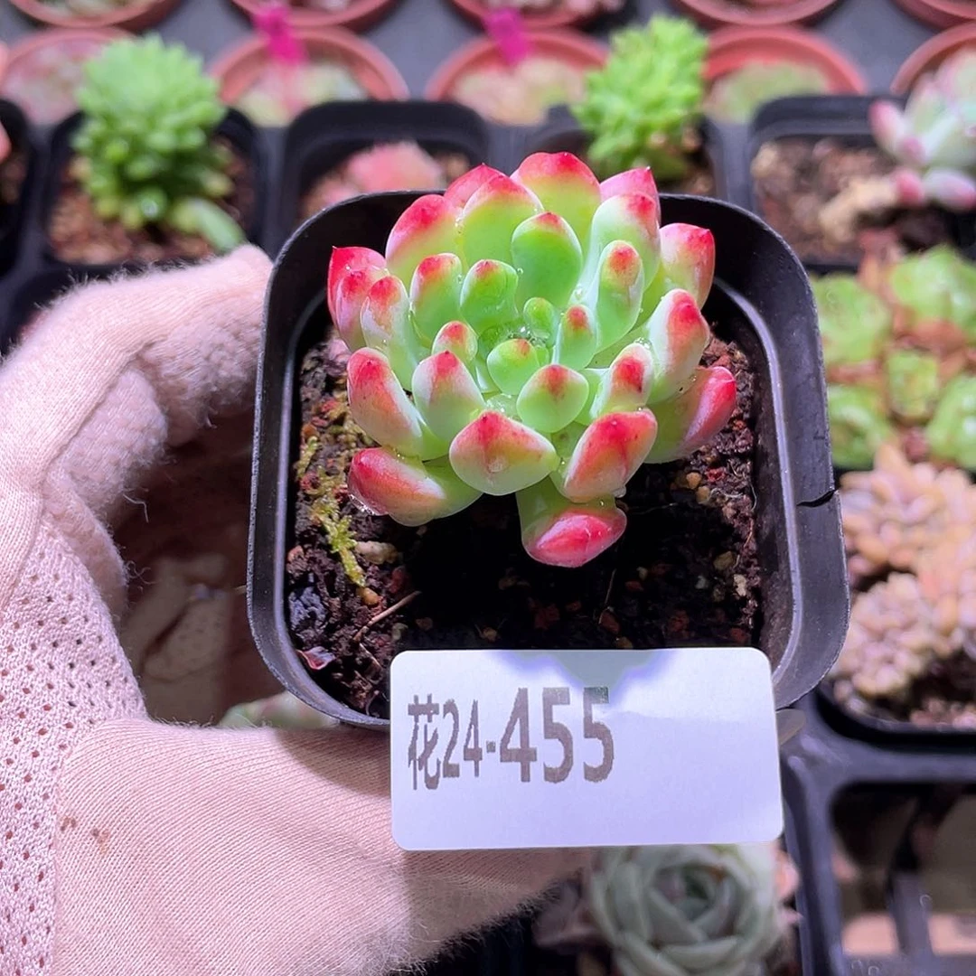 花利美24-455蓝苹果