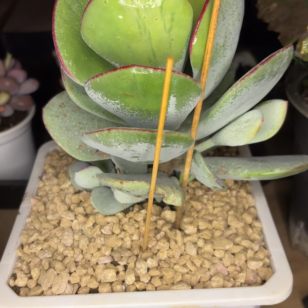 小***…啦啦啦啦啦啦啦啦啦啦啦