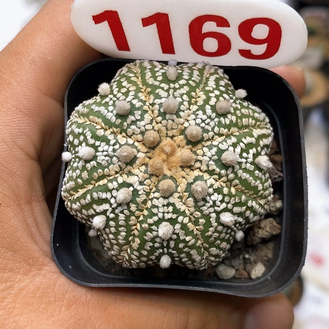 1169福利泰奇福利特价咯
