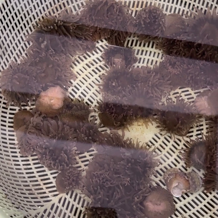 杨***奶嘴海葵炮仗2头➕樱花1