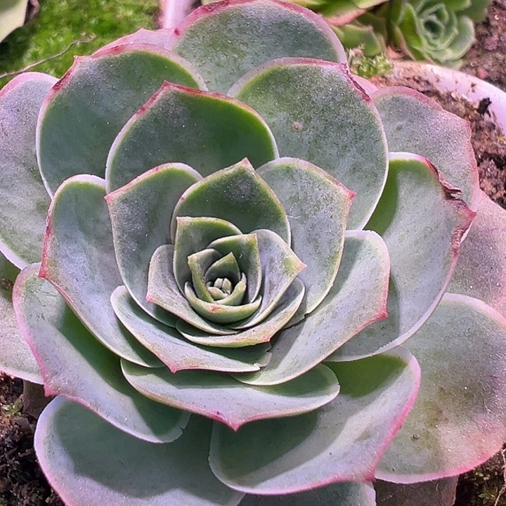 杨625 紫莜晶钻若初有伤福利