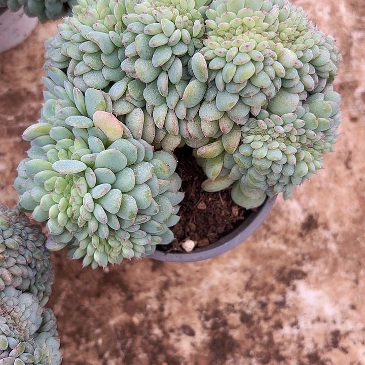 白胖子缀（包邮区拍满18包邮，偏远地区1号链接拍十块运费）