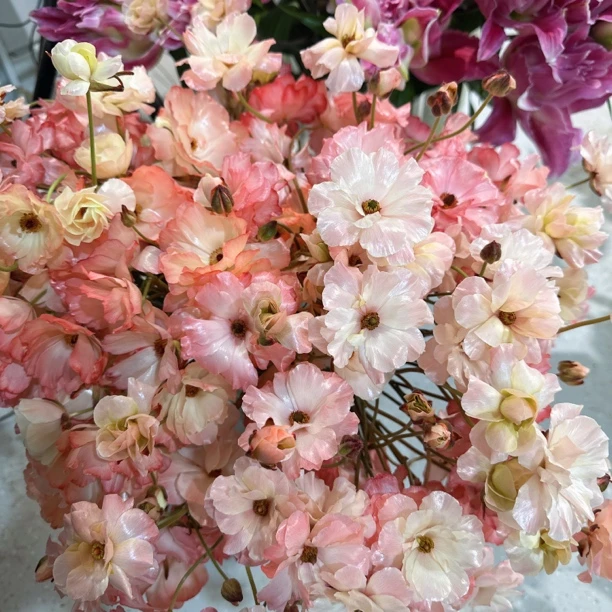 三文鱼蝴蝶洋牡丹吸色鲜花水养逐渐褪色