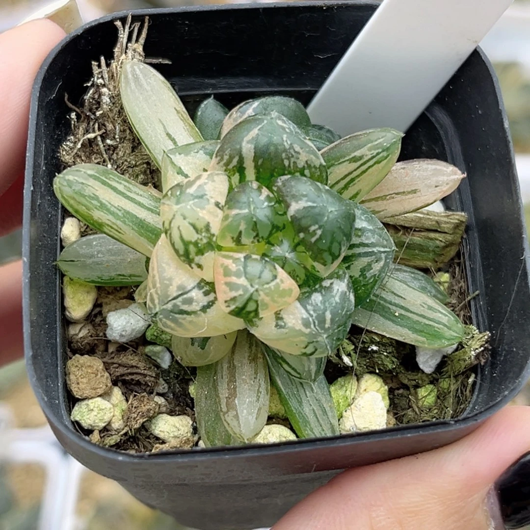 62塑料皮玉露锦带仔福利专场