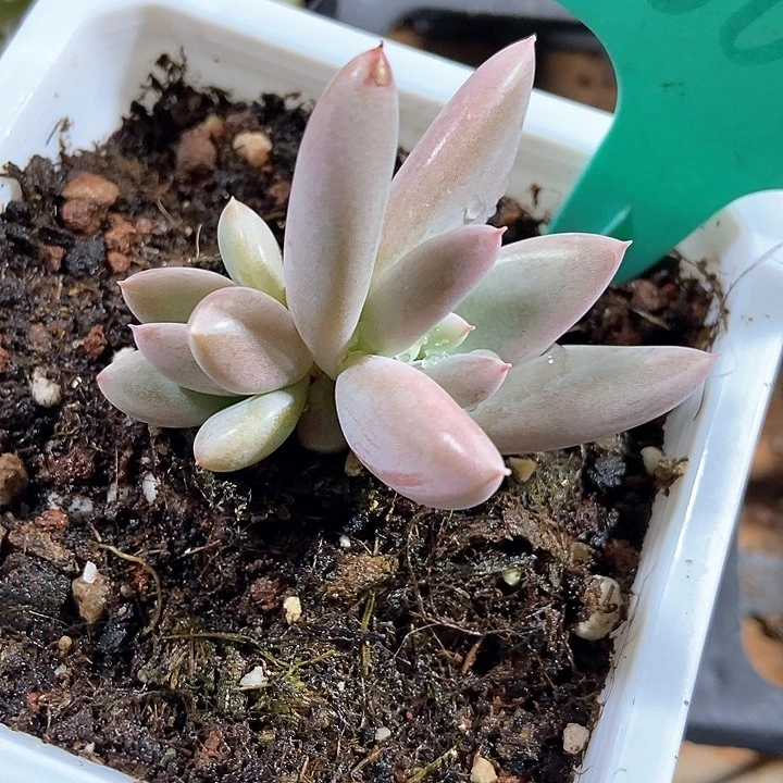 多肉植物1603多肉