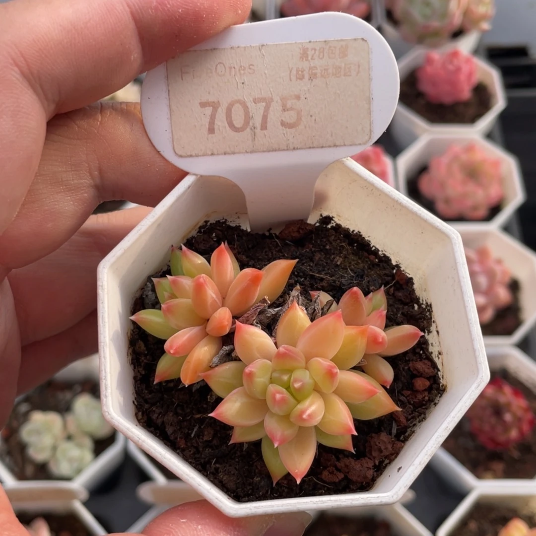 甲骨文7075-6厘米