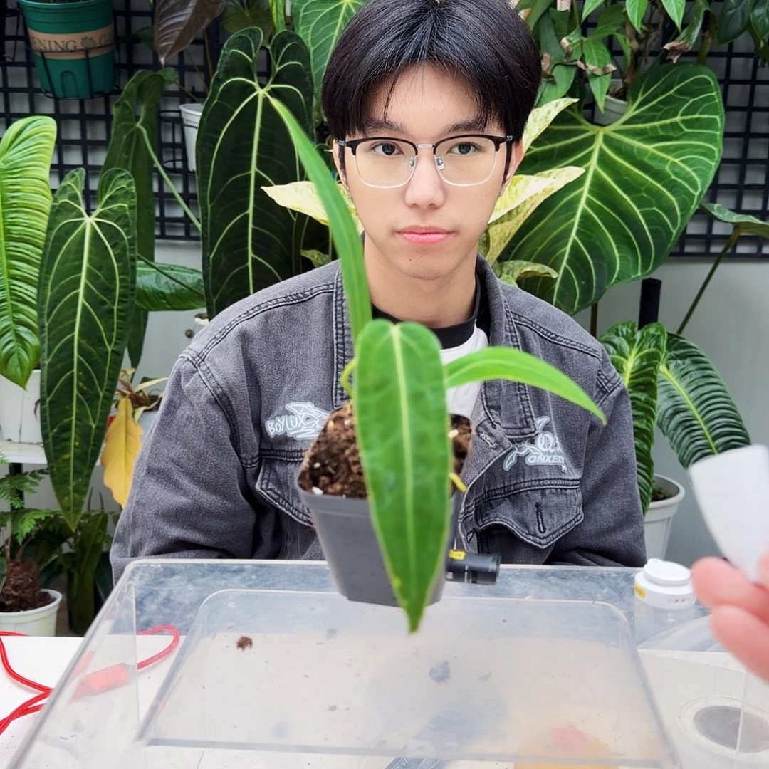 不开花植物T130火鹤后