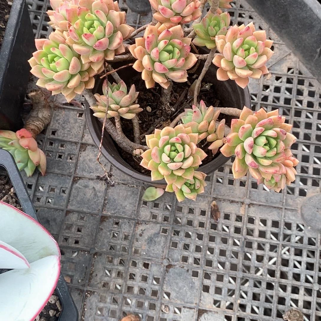 小***丽马库斯1颗带盆带土多肉