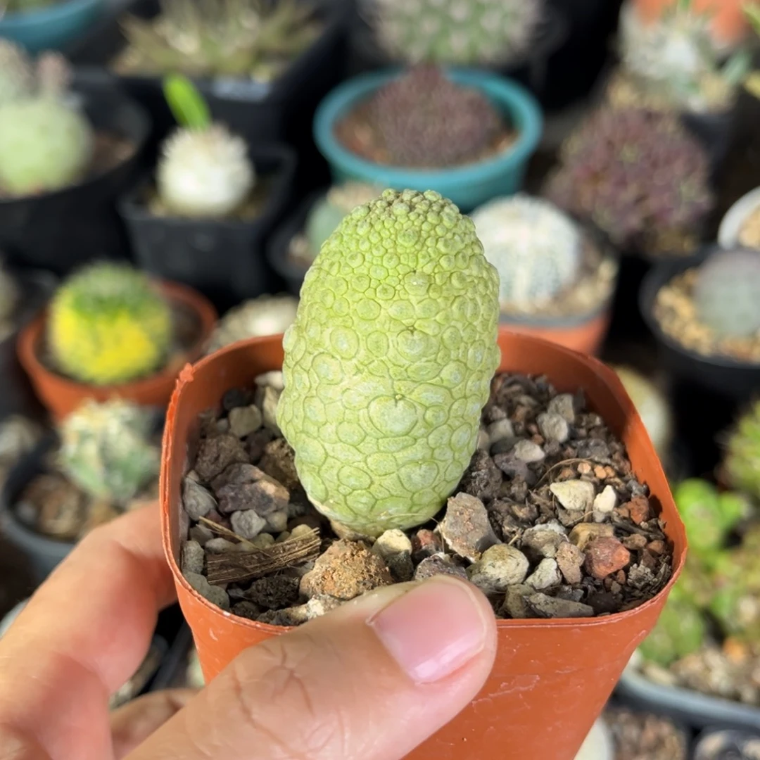 仙人球一物一拍实生17