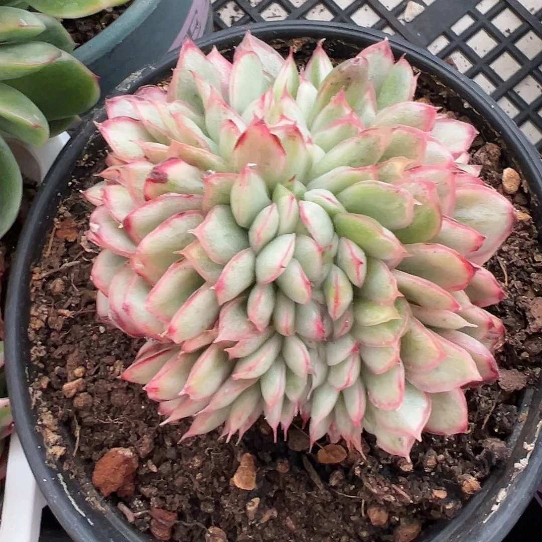 麦秆锦缀多肉植物