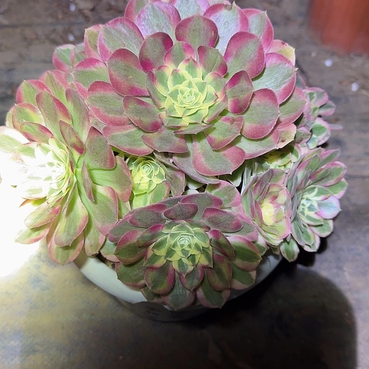 精品荔枝捧花开播福利103