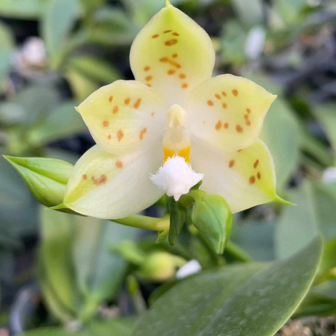 当前无花栽培后可以开花