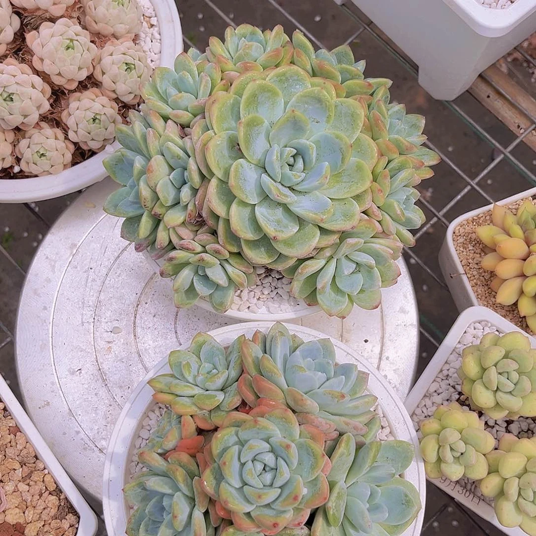 两颗打包99999999