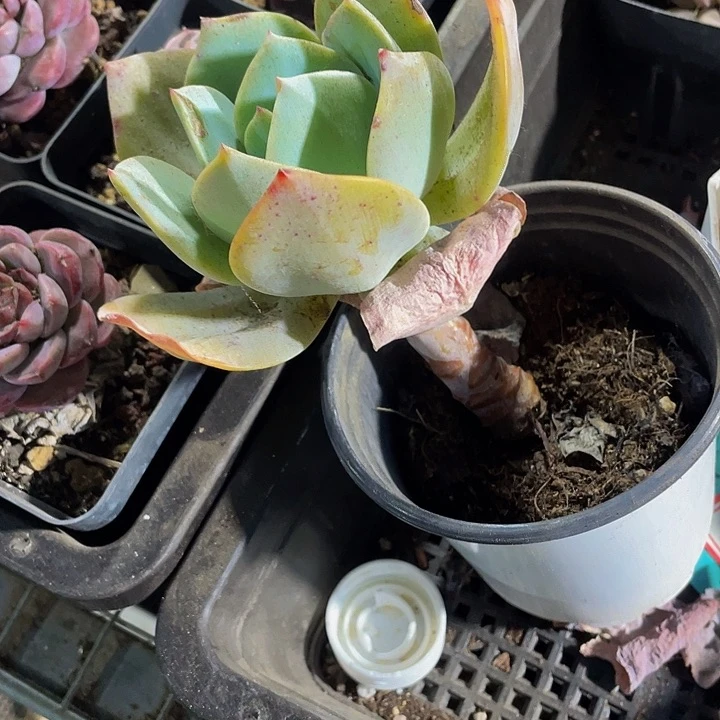 90盆大白凤带盆土发