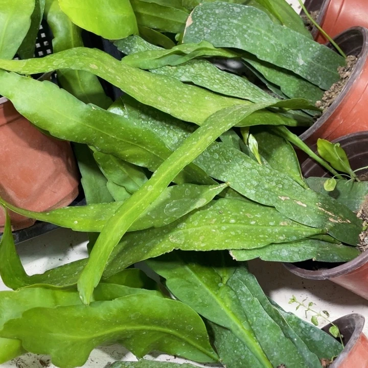 完全开放小叶昙花带盆