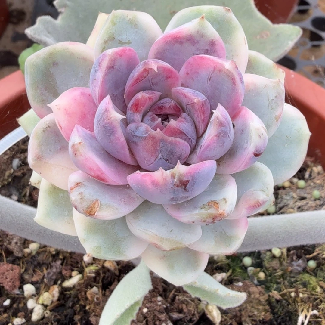 紫薯锦腹轮锦一颗
