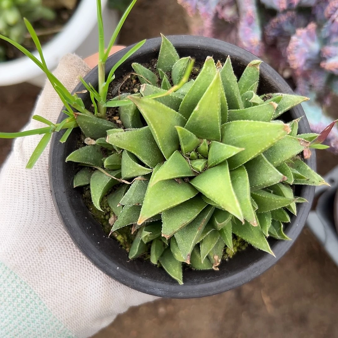哦耶哦哦我哦哦哦哦哦哦哦哦