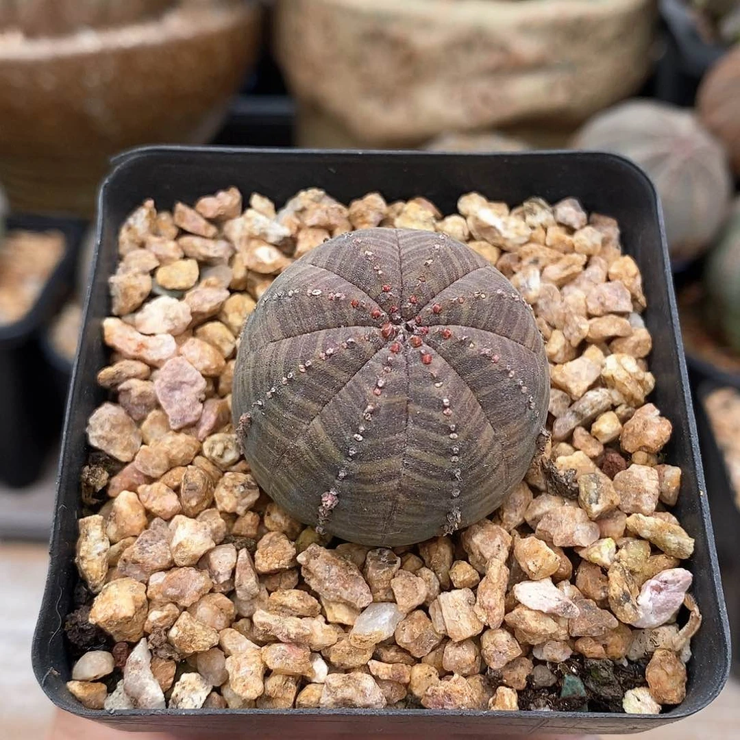 布纹球多肉植物1