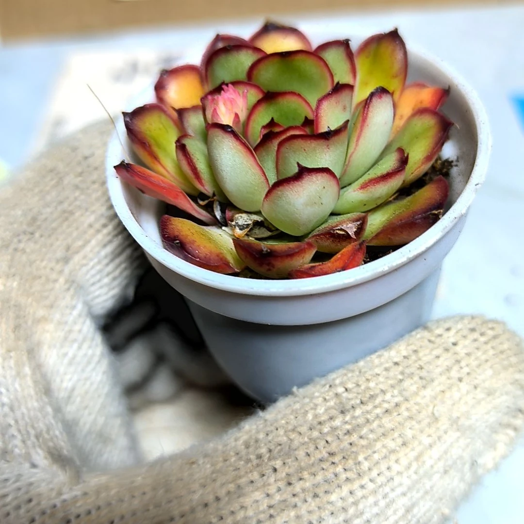 满9元包邮，肉酱玫瑰俩颗