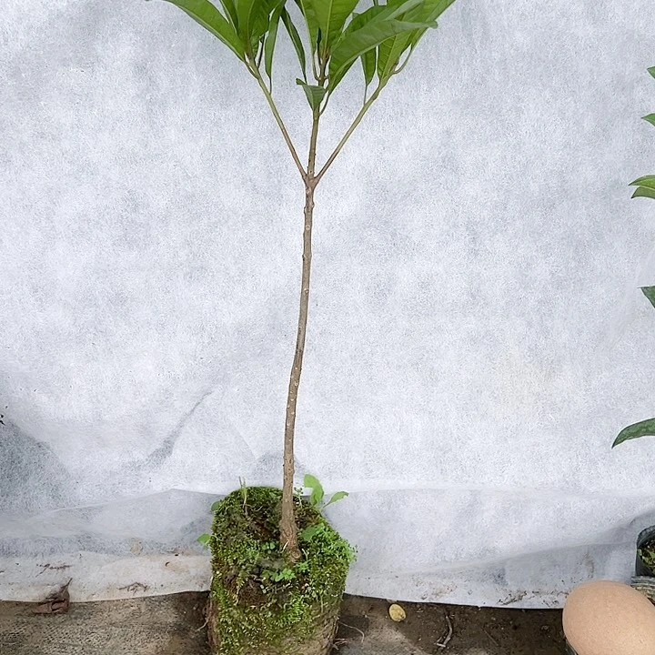 珍珠芭乐午**光1345556666