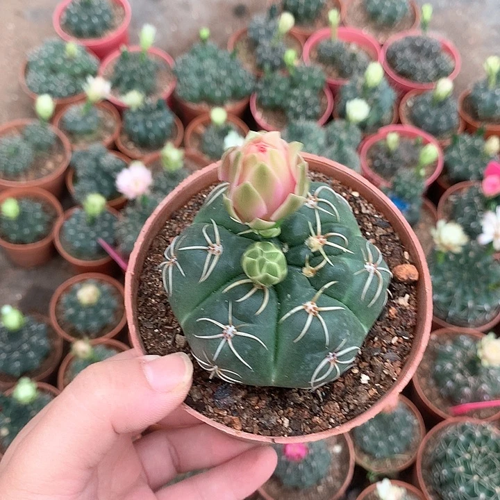 精灵海王粉花实生原盆土