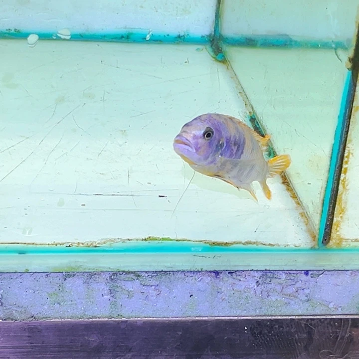 海水鱼三湖慈鲷观赏鱼c014