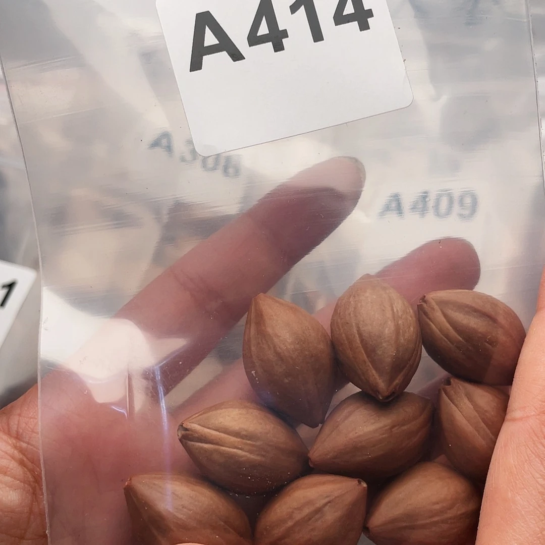 橄榄核手串/手链橄榄