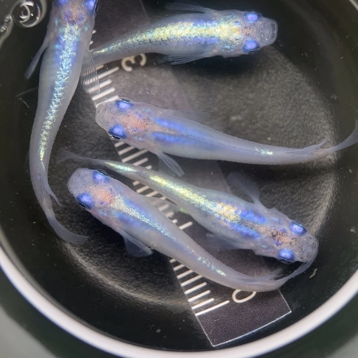 海水阿玲青鳉83号