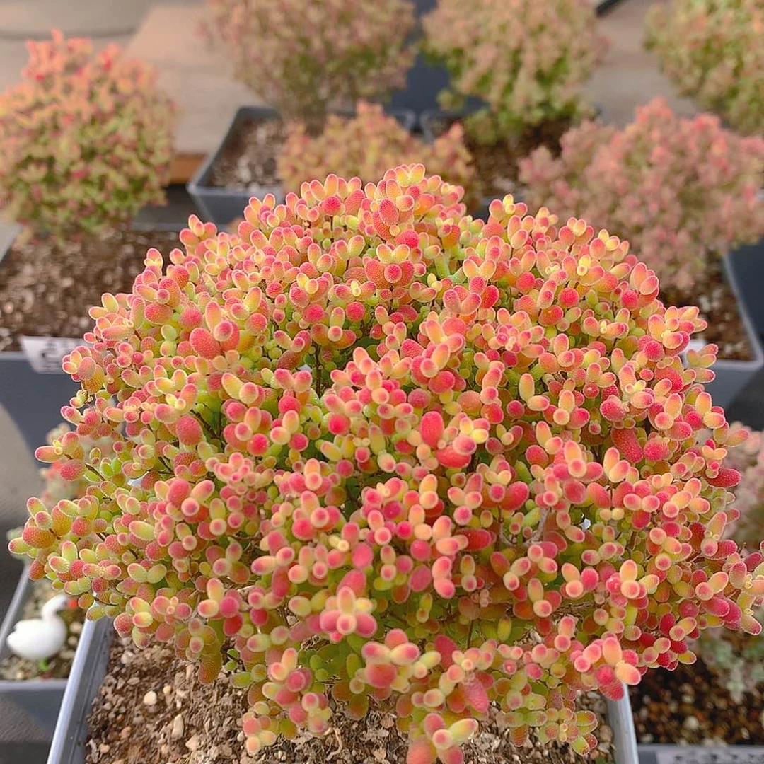 c351蜜橘糖球枝干番杏