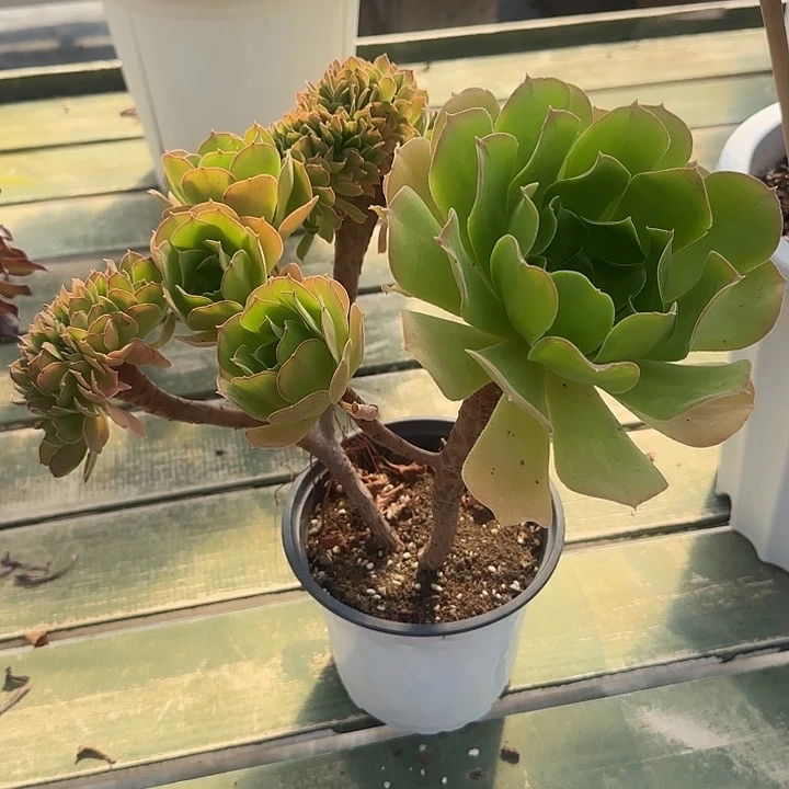 法师多肉植物妖桩