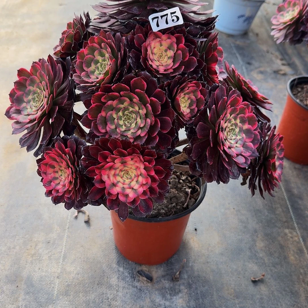 000775黑金刚多肉植物