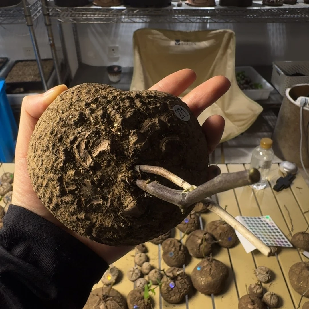 271南非龟甲龙哈哈哈