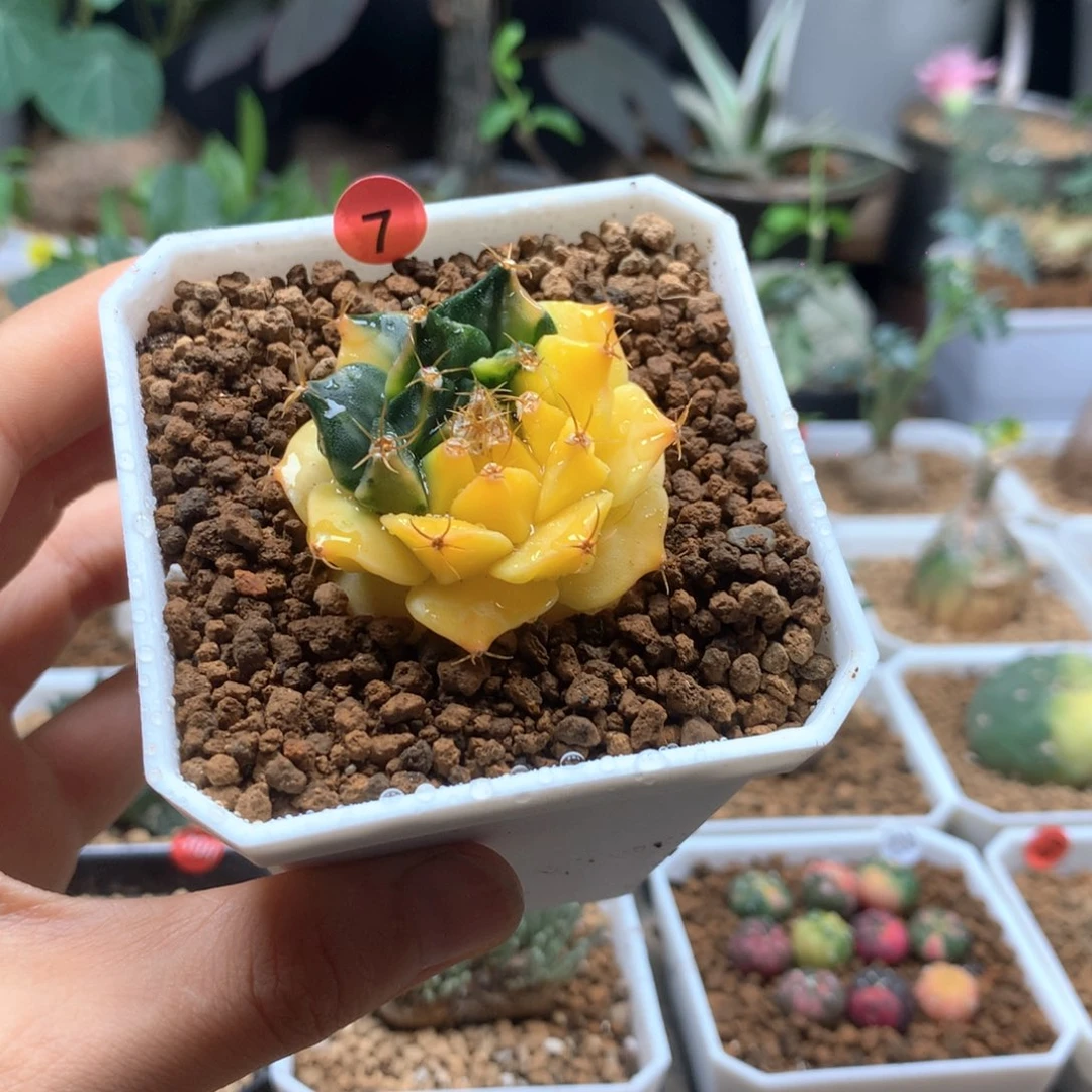 帝冠锦仙人球自根带盆