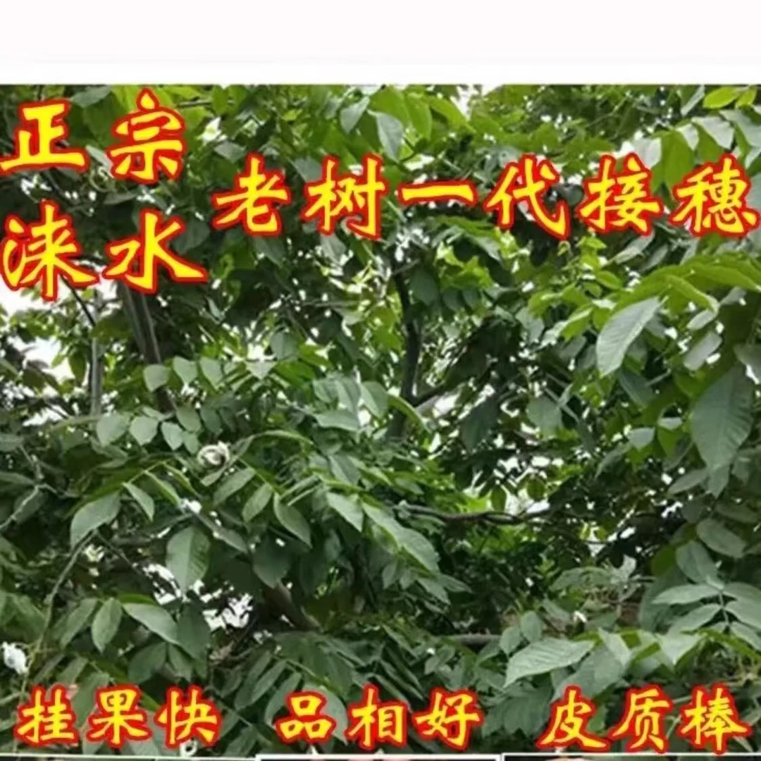 文玩核桃接穗嫁接枝条乾坤元宝石门元宝大粗筋磨盘麻核桃芽子码子