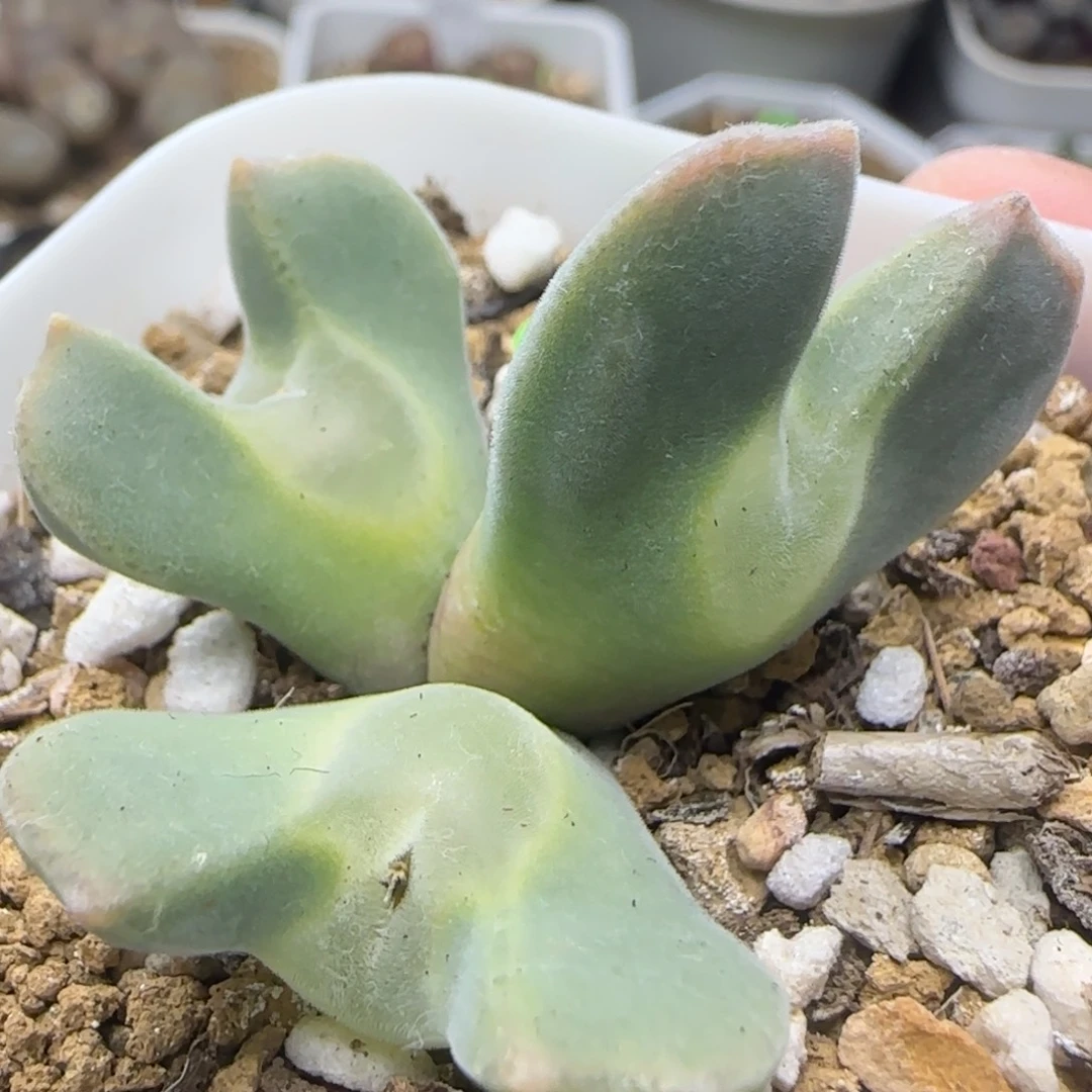 大眼睛空蝉群多肉379