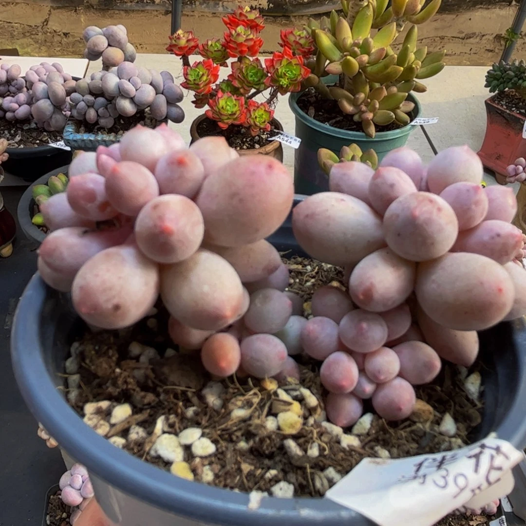 703/6cm手指奶多肉